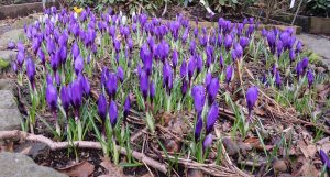 Spring Crocus