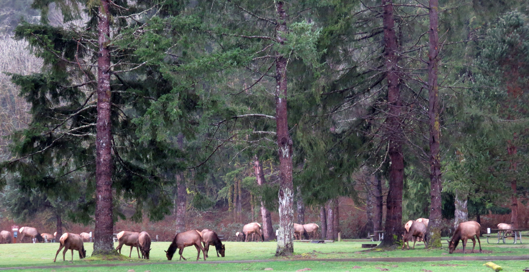 Elk in the park